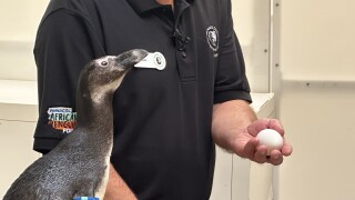 African Penguins at Denver Zoo Conservation Alliance