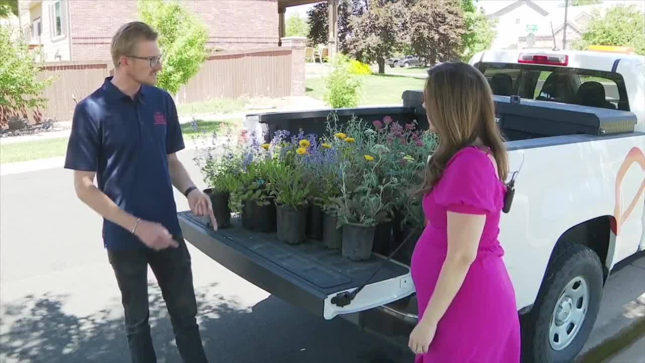 How to choose the right plants for the right space