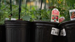 Tomato plants .jpg