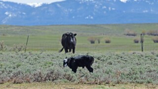 Calf and cattle in Jackson County