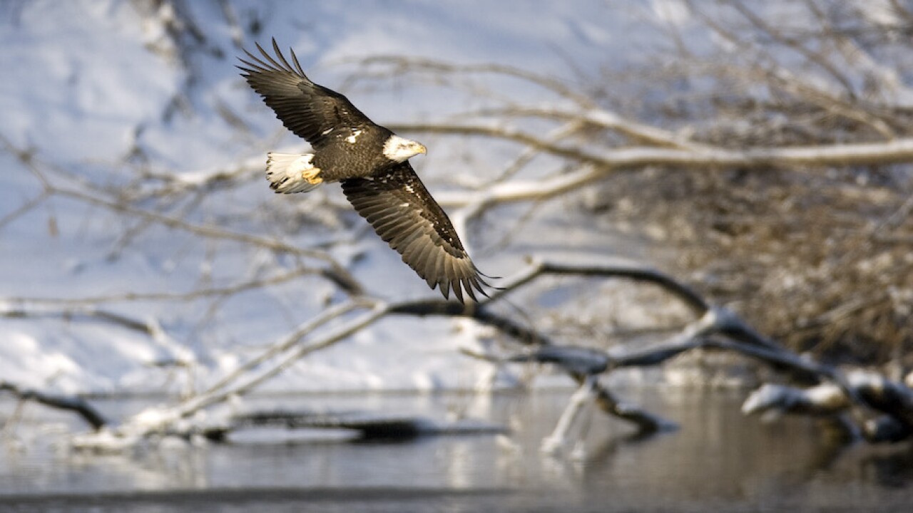 APTOPIX Bald Eagles